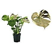 Monstera Deliciosa 21 gruen 0