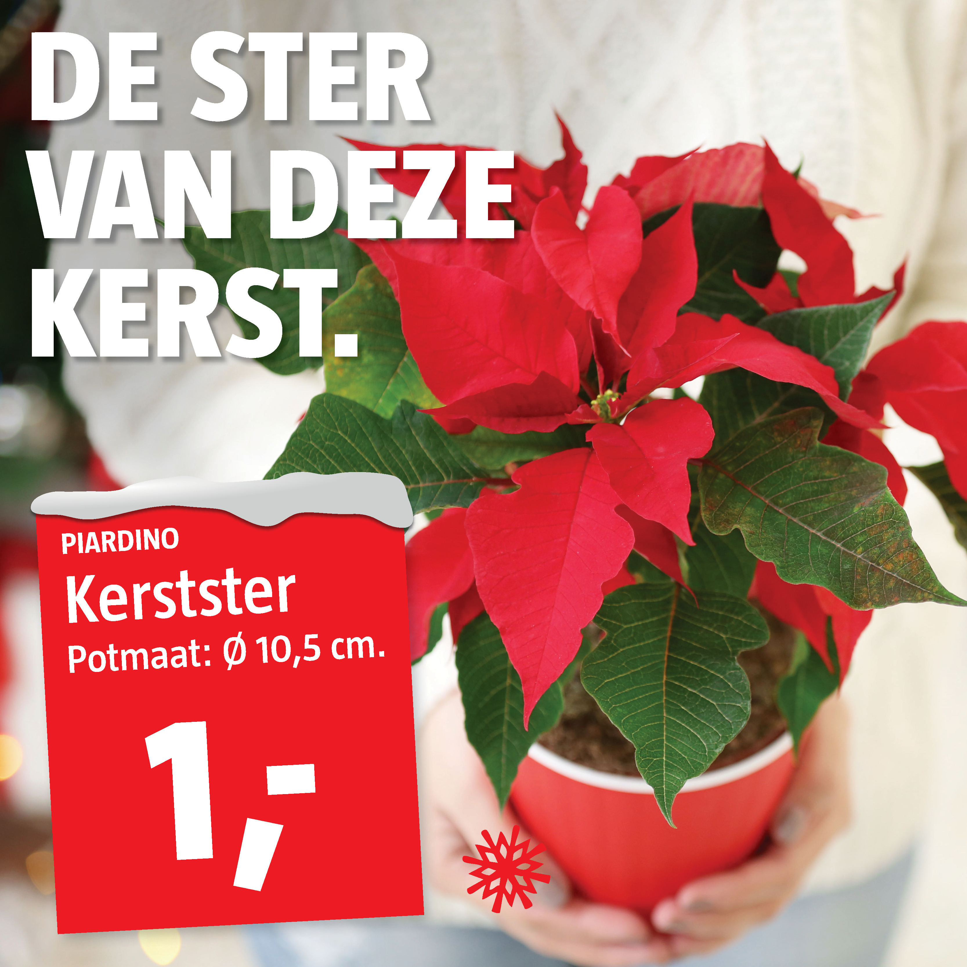 Kerstster