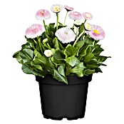 Piardino Gänseblümchen (Bellis perensis, Topfgröße: 11 cm)