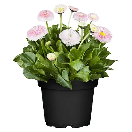 Piardino  Gänseblümchen