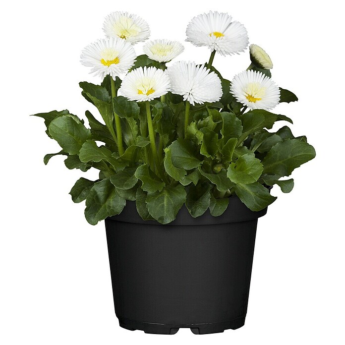Piardino Gänseblümchen (Bellis perensis, Topfgröße: 11 cm)