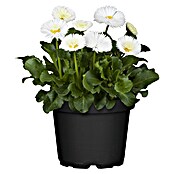 Piardino Gänseblümchen (Bellis perensis, Topfgröße: 11 cm)