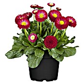 Piardino Gänseblümchen (Bellis perensis, Topfgröße: 11 cm)