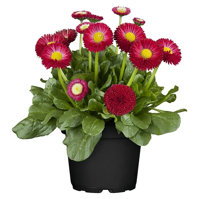 Piardino Gänseblümchen - Bellis perennis, Topfgröße: 11 cm - Nahaufnahme einer Topfpflanze mit roten Gänseblümchen und grünen Blättern vor einem schwarzen Hintergrund.