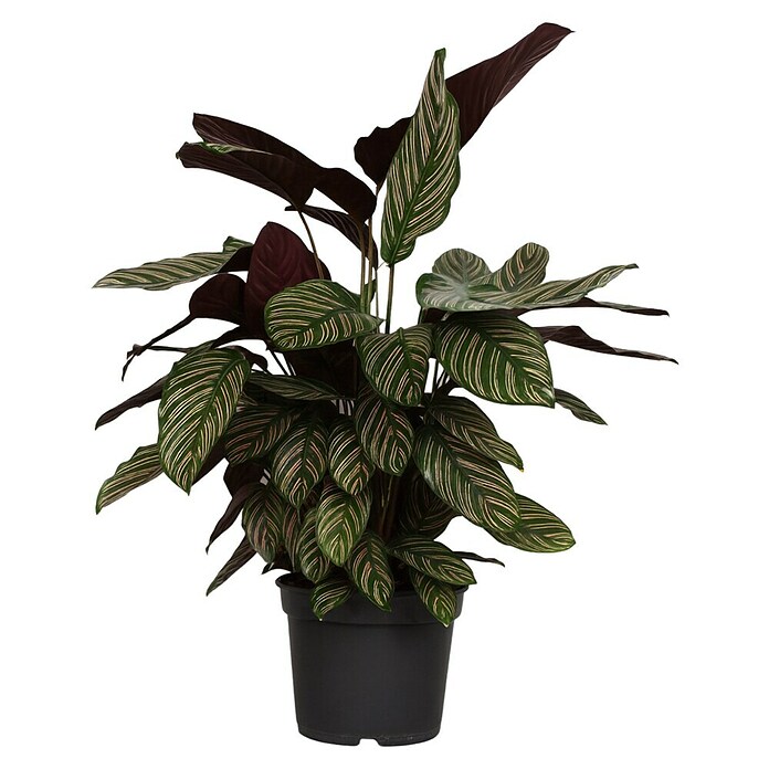Calathea 24  i.S. gem. gross
