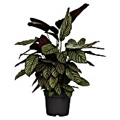 Calathea 24  i.S. gem. gross