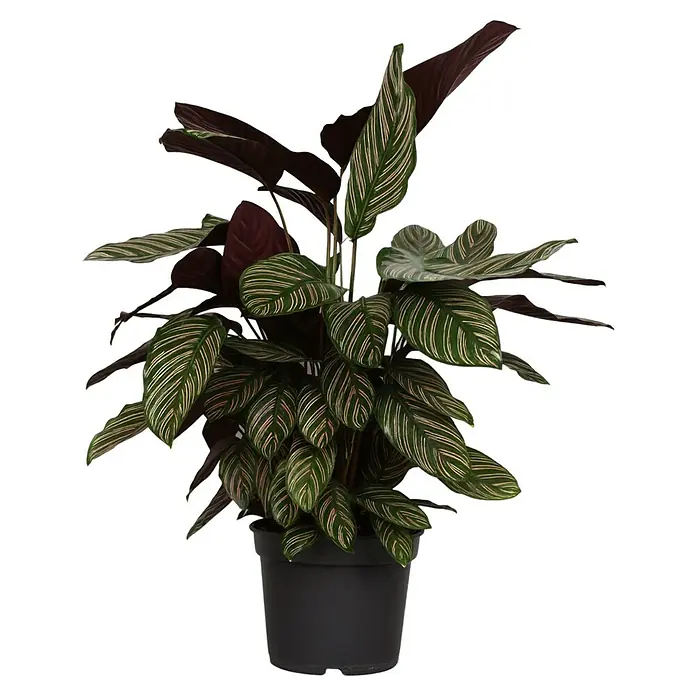 Piardino Calathea - Calathea hybride, Topfgröße: 24 cm, Mehrfarbig - Elegante Calathea ornata 'Pinstripe' im schwarzen Topf. Die gestreiften Blätter sind ein echter Hingucker und bringen frisches Grün ins Haus.