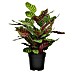 Piardino Calathea 