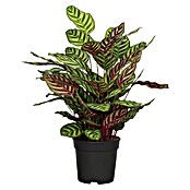 Calathea 24  i.S. gem. gross