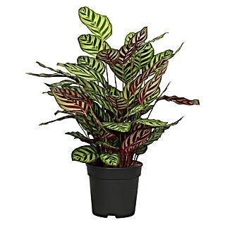 Piardino Calathea (Calathea hybride, Topfgröße: 24 cm, Grün/Weiß)