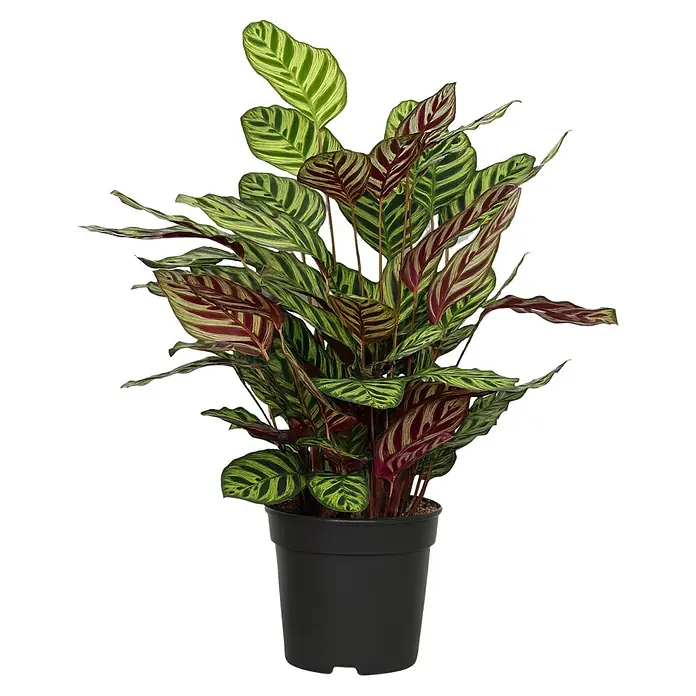 Piardino Calathea - Calathea hybride, Topfgröße: 24 cm, Grün/Weiß - Zimmerpflanze 'Calathea' mit gestreiften Blättern in einem schwarzen Topf, die eine lebendige und exotische Note in jeden Raum bringt.