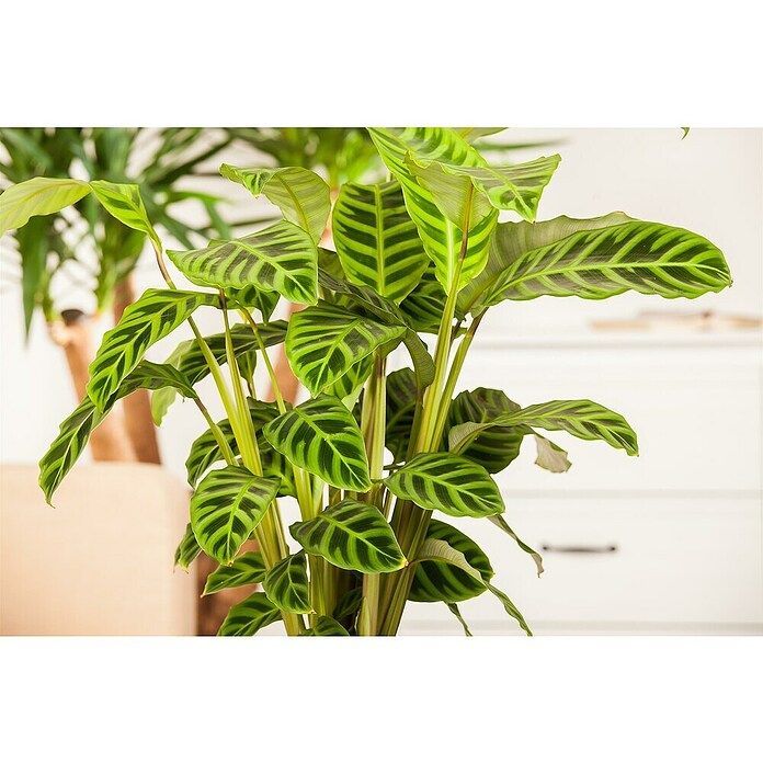 Calathea 24  i.S. gem. gross