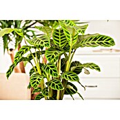 Calathea 24  i.S. gem. gross