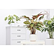 Calathea 24  i.S. gem. gross