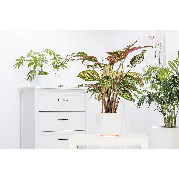 Piardino Calathea - Calathea hybride, Topfgröße: 24 cm, Mehrfarbig - Zimmerpflanzen in weißen Töpfen stehen auf einem Schrank und einem Tisch und bringen frische, natürliche Akzente in den Raum.