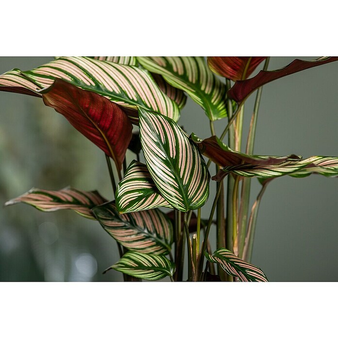Calathea 24  i.S. gem. gross