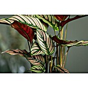 Calathea 24  i.S. gem. gross