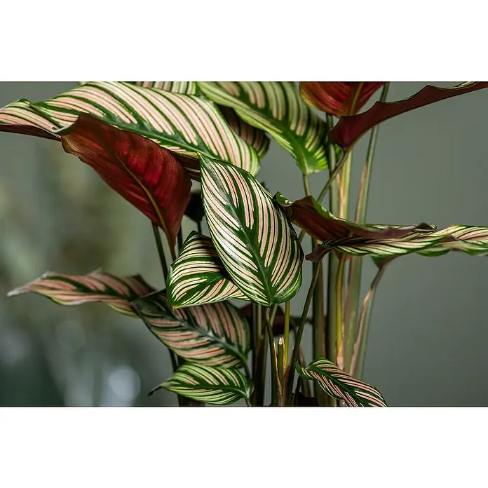 Piardino Calathea - Calathea hybride, Topfgröße: 24 cm, Mehrfarbig - Nahaufnahme einer Calathea ornata 'Pinstripe' Zimmerpflanze mit markanten rosa gestreiften Blättern und einem roten Blatt.