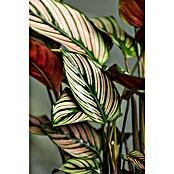 Calathea 24  i.S. gem. gross