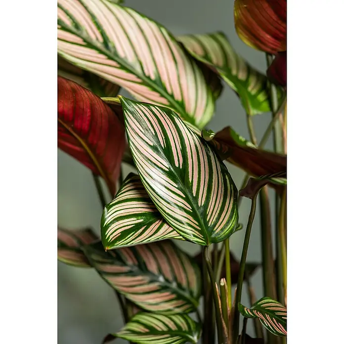 Piardino Calathea - Calathea hybride, Topfgröße: 24 cm, Mehrfarbig - Nahaufnahme einer Calathea ornata Pflanze mit auffälligen rosa und grünen Streifen auf den Blättern.