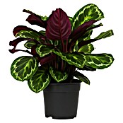 Calathea 24  i.S. gem. gross