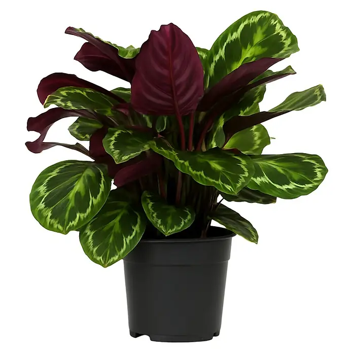 Piardino Calathea - Calathea hybride, Topfgröße: 24 cm, Mehrfarbig - Topf-Calathea mit leuchtend grünen und tiefroten Blättern in einem schwarzen Topf.