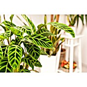 Calathea 24  i.S. gem. gross