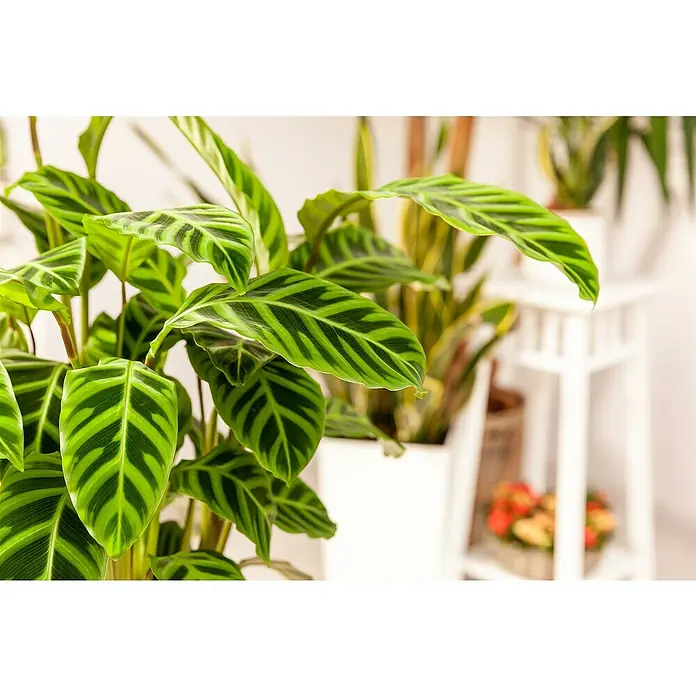 Piardino Calathea - Calathea hybride, Topfgröße: 24 cm, Mehrfarbig - Üppige Calathea-Pflanze mit markanten, gestreiften Blättern in einem modernen, hellen Ambiente. Die Zimmerpflanze bringt frische Farbe in jeden Raum.
