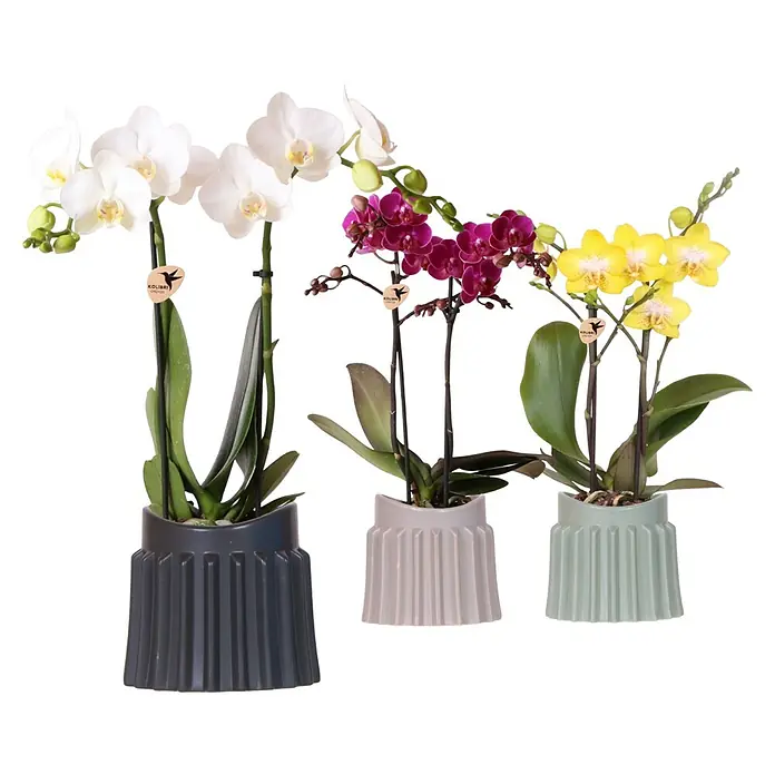 Piardino Schmetterlingsorchidee - Phalaenopsis-Hybride, Topfgröße: 9 cm, Verschiedene Farben, Aufrecht - Vielfalt an Kolibri Orchideen: Drei Orchideen in Weiß, Lila und Gelb, jeweils in stilvollen, farblich abgestimmten Übertöpfen.
