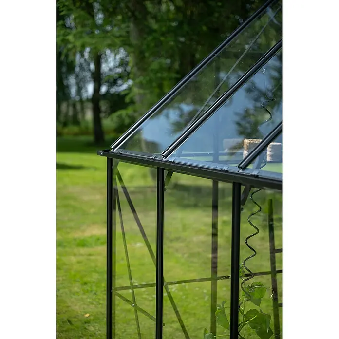 Halls Gewächshaus Icon 8 Blankglas - Außenmaß inkl. Dachüberstand (B x T): 254,7 x 316,9 cm, Material Seitenwand: Glas, 3 mm, Schwarz - Detailaufnahme eines Gewächshauses mit Glasplatten und einer Kletterpflanze im Inneren, umgeben von Grün.