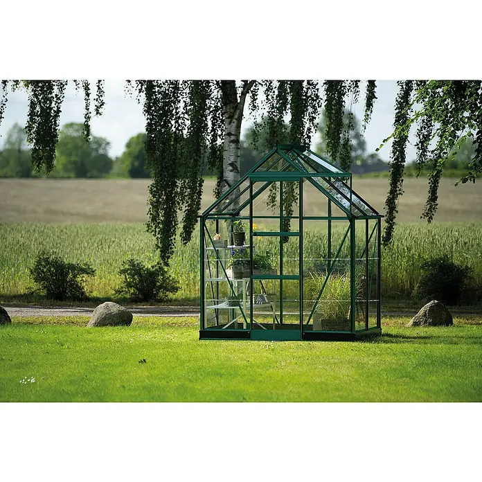 Halls Gewächshaus Icon 6 Blankglas - Außenmaß inkl. Dachüberstand (B x T): 192,5 x 130,3 cm, Material Seitenwand: Glas, 3 mm, Grün - Nahaufnahme eines grünen Gewächshauses im Garten, das mit Pflanzen und Regalen ausgestattet ist, umgeben von Bäumen und Rasen.