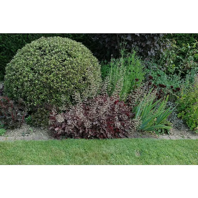 Piardino Purpurglöckchen - Heuchera Hybride in Sorten, Topfgröße: 23 cm, Sortenabhängig - Üppiger Gartenbereich mit einem runden Strauch, dunklen Korallenblüten und üppigem Grün.