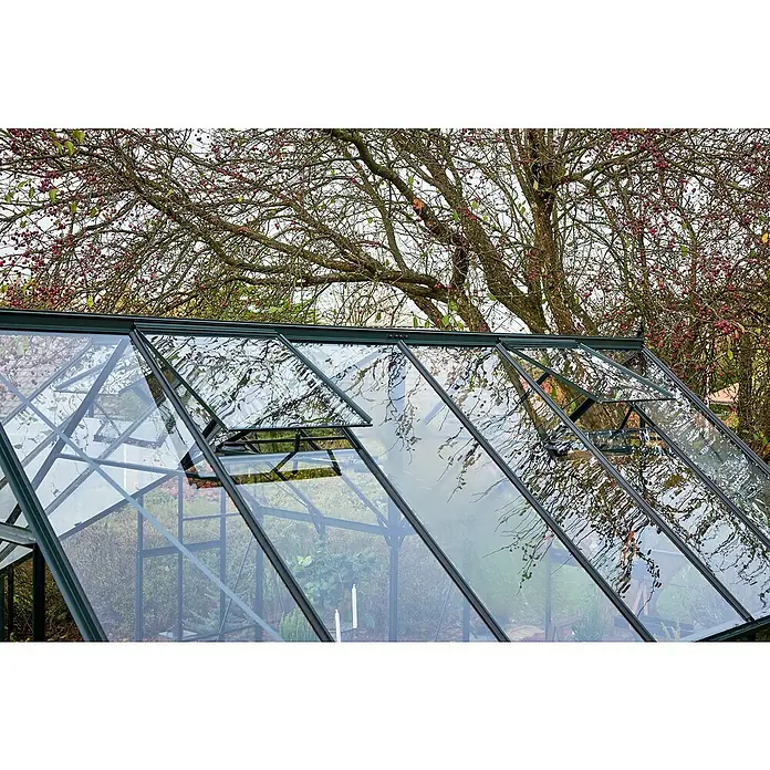 Halls Gewächshaus Icon Gardenhouse - Außenmaß inkl. Dachüberstand (B x T): 383,9 x 381,5 cm, Material Seitenwand: Glas, 3 mm, Schwarz - Detailaufnahme eines Gewächshauses mit geöffneten Fenstern, die die Umgebung reflektieren, vor einem Baum mit roten Beeren.