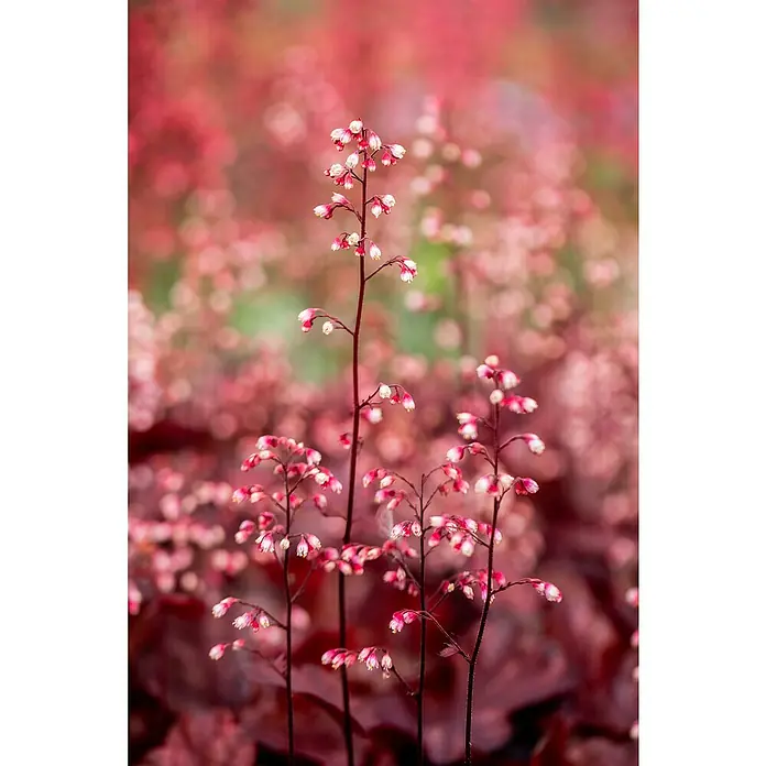 Piardino Purpurglöckchen - Heuchera Hybride in Sorten, Topfgröße: 23 cm, Sortenabhängig - Nahaufnahme von filigranen rosa Glockenblumen mit zarten Blütenblättern, die in einem Gartenbeet anmutig in die Höhe ragen.