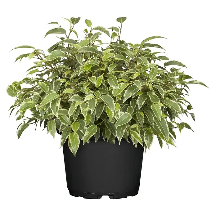 Piardino Zimmerpflanzen-Set - Ficus Mix - 3 tlg., Ficus benjamina 'Green Kinky', 'Natasja', 'Kinky' - Zimmerpflanze 'Ficus benjamina' in einem schwarzen Topf. Die Pflanze hat grüne und weiß panaschierte Blätter und eine buschige Form.