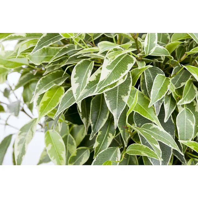Piardino Zimmerpflanzen-Set - Ficus Mix - 3 tlg., Ficus benjamina 'Green Kinky', Ficus benjamina 'Kinky', Ficus elastica 'Abidjan' - Detailaufnahme einer Ficus benjamina 'Variegata' Pflanze mit grün-weiß panaschierten Blättern.