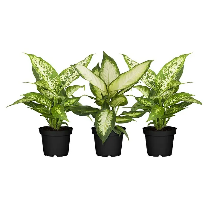 Piardino Zimmerpflanzen-Set - Dieffenbachia Mix - 3 tlg., Dieffenbachia camilla, Dieffenbachia compacta - Drei Dieffenbachia-Pflanzen in schwarzen Töpfen. Die Pflanzen haben grüne Blätter mit weißer und gelber Musterung.