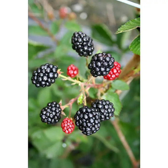 Blu Brombeere - Rubus fruticosus, Topfgröße: 12 cm, Erntezeit: August - Eine Nahaufnahme von Brombeeren, einige reif und schwarz, andere rot und unreif, an einem Brombeerstrauch mit grünen Blättern.