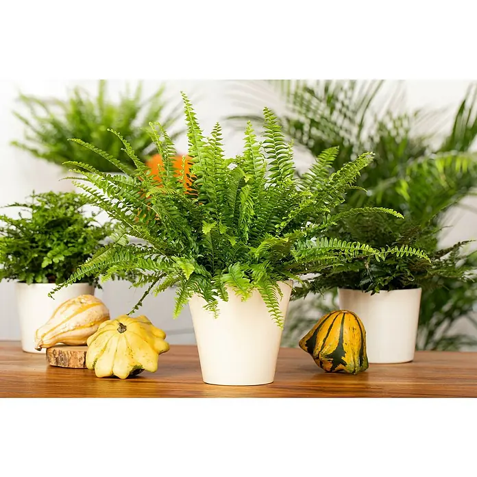 Piardino Zimmerpflanzen-Set - Farn Mix - 3 tlg., Nephrolepis exaltata 'Boston', Asplenium 'Parvati', Asplenium antiquum - Ein Bostonfarn in einem weißen Topf auf einem Holztisch mit dekorativen Kürbissen. Im Hintergrund weitere Pflanzen.