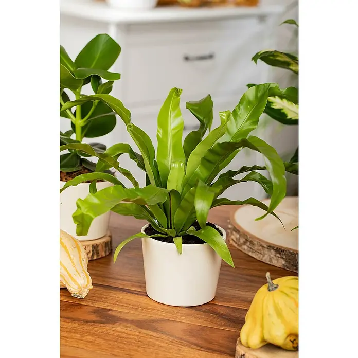 Piardino Zimmerpflanzen-Set - Farn Mix - 3 tlg., Nephrolepis exaltata 'Boston', Asplenium 'Parvati', Asplenium antiquum - Nahaufnahme einer Zimmerpflanze, einem Nestfarn, in einem weißen Topf auf einem Holztisch mit Kürbissen, der die natürliche Schönheit hervorhebt.