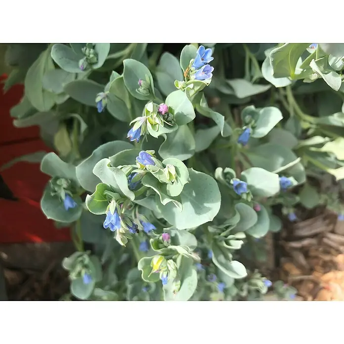 Blu Bio Austernpflanze - Mertensia maritima, Topfgröße: 12 cm - Nahaufnahme von blassblauen Blüten mit grünem Laub. Zarte und ruhige ästhetische Darstellung der floralen Schönheit in der Natur.