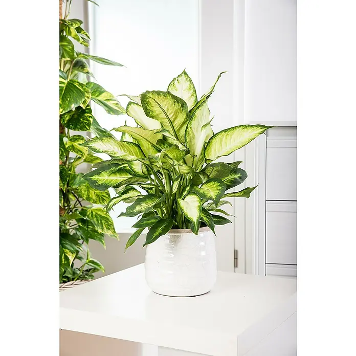 Piardino Zimmerpflanzen-Set - Dieffenbachia Mix - 3 tlg., Dieffenbachia camilla, Dieffenbachia compacta - Ein Dieffenbachia-Amoena-Troll im Topf mit dekorativen Blättern, die eine beruhigende Atmosphäre schaffen, auf einem Tisch arrangiert.