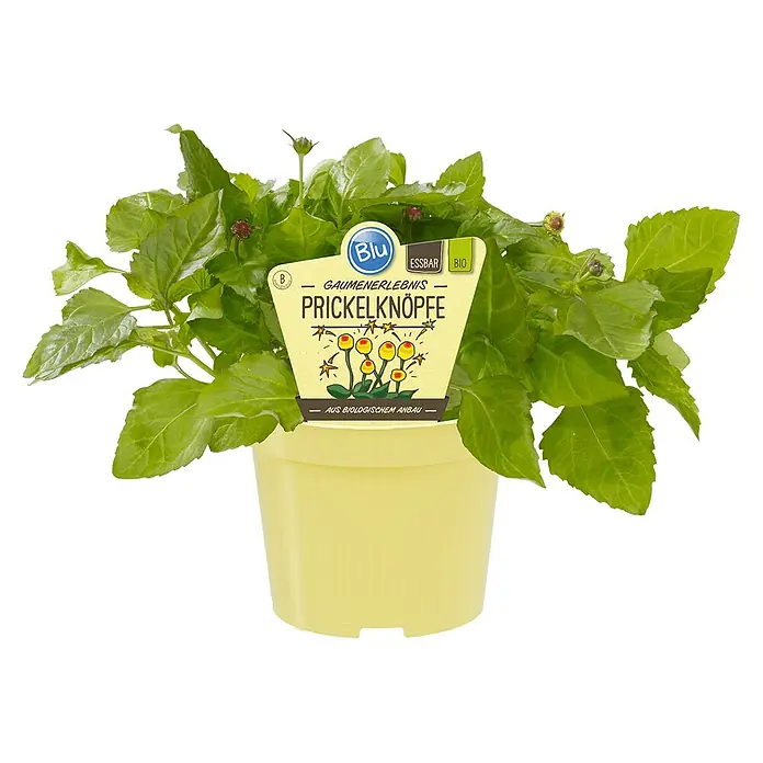 Blu Bio Prickelknöpfe - Spilanthes oleraces, Topfgröße: 12 cm - Ein Topf mit biologisch angebauten Prickelknöpfe (Acmella oleracea), auch bekannt als Parakresse, mit Blättern und Blüten.