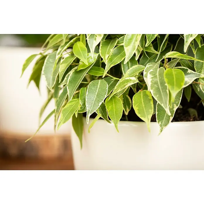 Piardino Zimmerpflanzen-Set - Ficus Mix - 3 tlg., Ficus benjamina 'Green Kinky', Ficus benjamina 'Kinky', Ficus elastica 'Abidjan' - Nahaufnahme einer Zimmerpflanze mit grün-weißen Blättern in einem weißen Topf, die das natürliche Licht und die Frische betont.