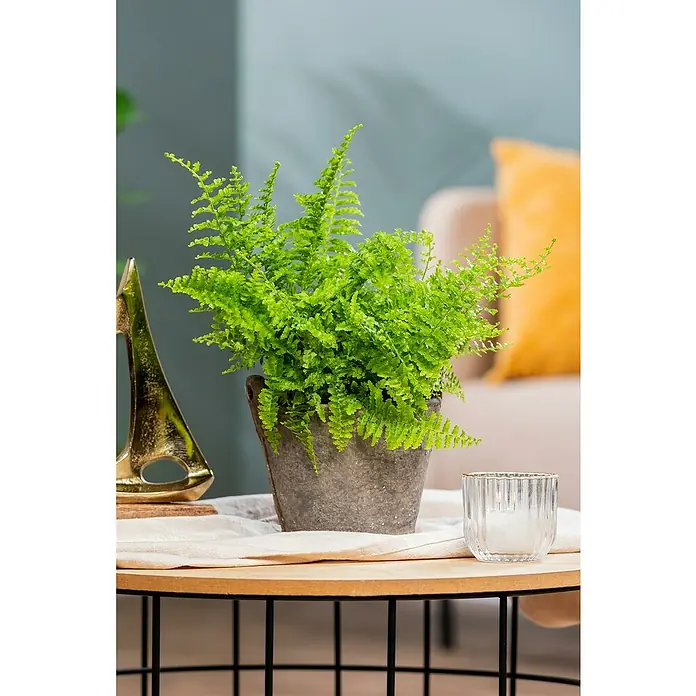 Piardino Zimmerpflanzen-Set - Farn Mix - 3 tlg., Nephrolepis exaltata 'Boston', Asplenium 'Parvati', Asplenium antiquum - Ein satter grüner Farn in einem grauen Topf, der auf einem Tisch steht. Das verleiht jedem Raum einen Hauch von Natur und Frische.