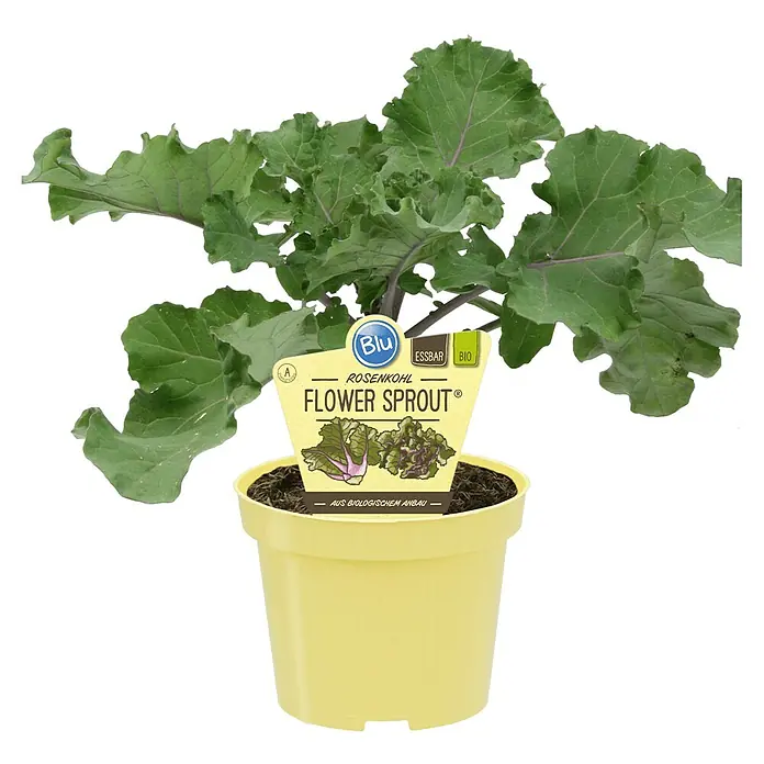 Blu Bio Rosenkohl - Brassica oleracea var. gemmifera, Topfgröße: 12 cm - Ein Topf mit Rosenkohl-Blütensprossen. Es ist eine essbare Bio-Pflanze in einem gelben Topf mit einem Pflanzenetikett.