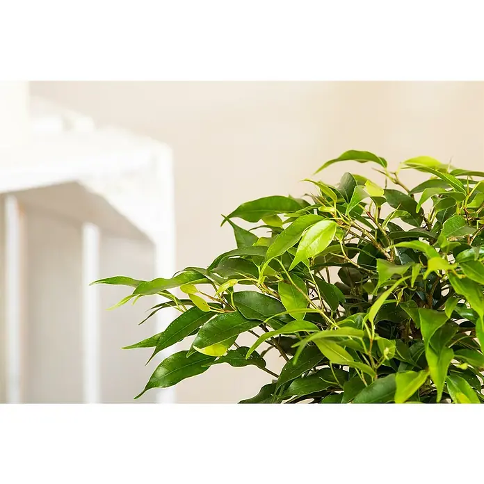 Piardino Zimmerpflanzen-Set - Ficus Mix - 3 tlg., Ficus benjamina 'Green Kinky', Ficus benjamina 'Kinky', Ficus elastica 'Abidjan' - Nahaufnahme einer Zimmerpflanze mit glänzenden, grünen Blättern vor einem hellen Hintergrund. Ideal für die Dekoration von Innenräumen.