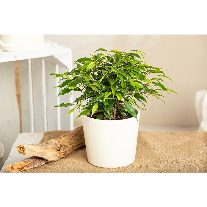 Piardino Zimmerpflanzen-Set - Ficus Mix - 3 tlg., Ficus benjamina 'Green Kinky', Ficus benjamina 'Kinky', Ficus elastica 'Abidjan' - Nahaufnahme einer Ficus Zimmerpflanze in einem weißen Topf, die auf einem rustikalen Untergrund steht.