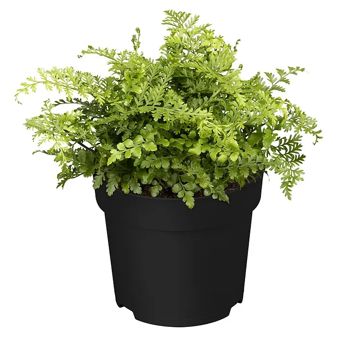 Piardino Zimmerpflanzen-Set - Farn Mix - 3 tlg., Nephrolepis exaltata 'Boston', Asplenium 'Parvati', Asplenium antiquum - Ein üppiger Tümpel-Zypressen-Farn in einem schlichten, schwarzen Topf, der die filigranen, grünen Blätter hervorhebt.
