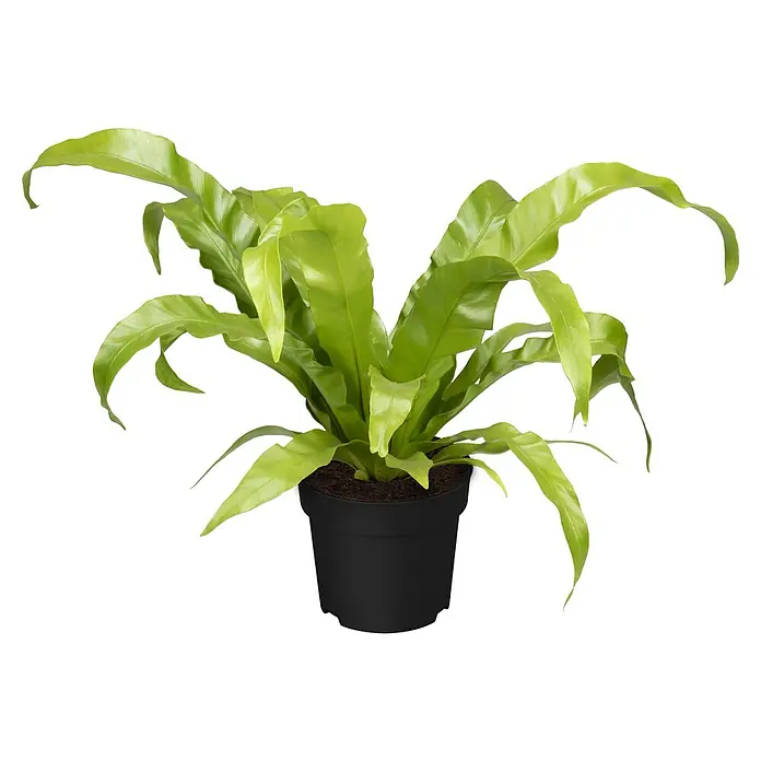 Piardino Zimmerpflanzen-Set - Farn Mix - 3 tlg., Nephrolepis exaltata 'Boston', Asplenium 'Parvati', Asplenium antiquum - Ein satter grüner Nestfarn in einem schlichten schwarzen Topf, der jedem Raum einen Hauch von natürlicher Eleganz verleiht.